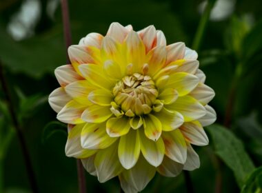 yellow petaled flower close-up photography